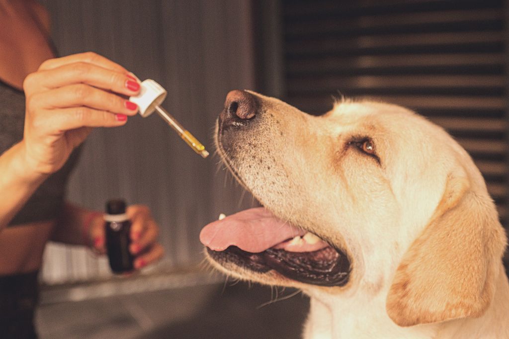 Cbd W Leczeniu Psów I Kotów Neurovet Przychodnia Weterynaryjna Kompleksowa Diagnostyka I 3375